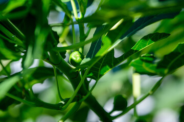 Minimalist monochrome Scottish landscape with fresh rew green fig tree with many fruits, in a garden in a sunny spring day, photographed with soft focus.