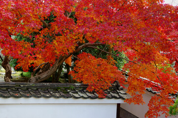 万福寺境内の紅葉