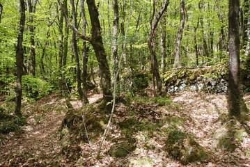 Forest and rocs in Brittany