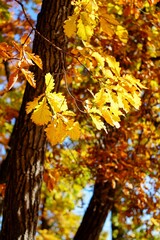 golden leaves of autumn oak reflect the sun