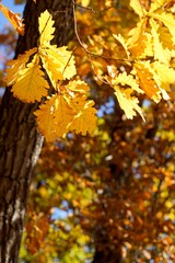 golden leaves of autumn oak reflect the sun