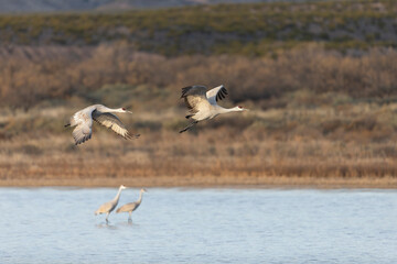 Beautiful Sandhill Cranes in Bosque Del Apache National Wildlife Refuge