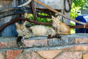 Mother cat & her kitten are messing around, watching street life. Shot on street of city Feodosia,...