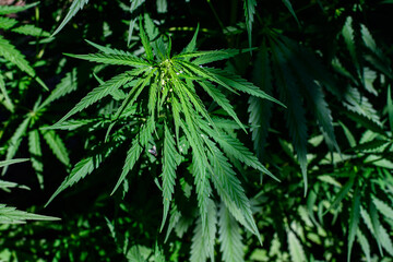 Fresh green organic hemp or cannabis leaves cultivated in an urban garden, in a summer day, beautiful outdoor monochrome green background photographed with soft focus, urban gardening.