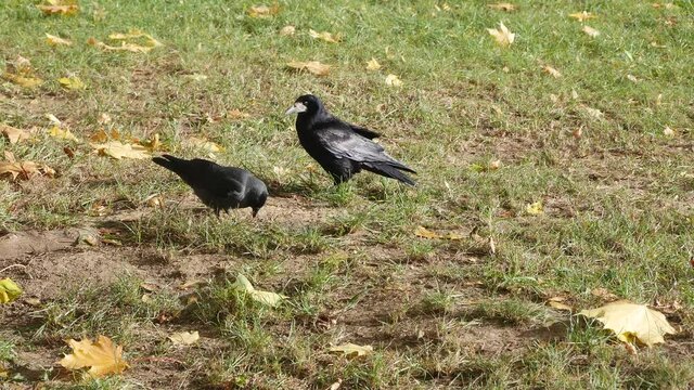 Rook and jackdaws in the autumn park.