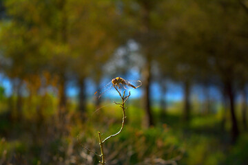 Libélula en libertad sobre una rama en el aeropuerto de Castellón de la plana 