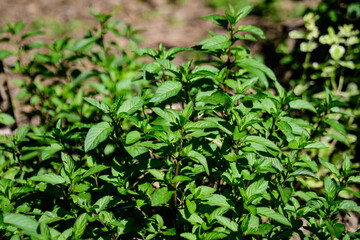 Fresh green peppermint or mentha × piperita, also known as Mentha balsamea leaves in direct sunlight, in an organic herbs garden, in a sunny summer day.
