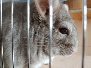Obraz premium Gray cute chinchilla sitting on the shelf