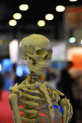the head of the skeleton stands against the background of the office space