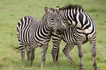 Plains Zebra in Tanzania Africa