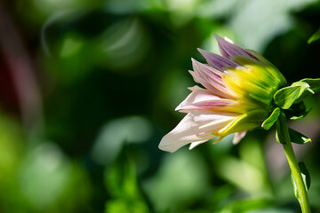 Opening Pink Dahlia