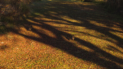 camino verde cubierto de hojas en otoño, sombra de bosque otoñal