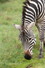 Fototapeta na wymiar Plains Zebra in Tanzania Africa