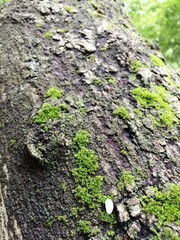moss on tree bark