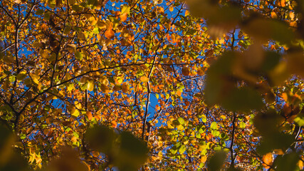 primer plano de arbol de otoño con colores amarillos y anaranjados