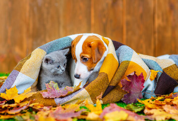 A kitten and a puppy are sitting under a checkered blanket on the grass near the house in the fall in a pile of dry leaves