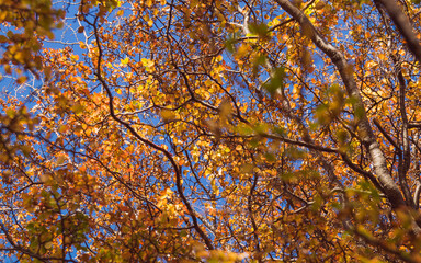 primer plano de ojas de otoño