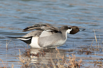 Northern Pintail Duck