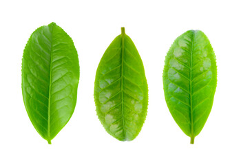 green tea leaf isolated on white background
