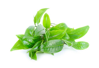 green tea leaf isolated on white background.