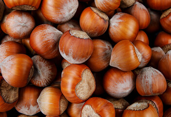 Hazelnut background. Whole ripe hazelnuts.