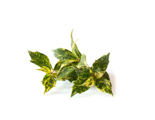 ilex leaves isolated on white