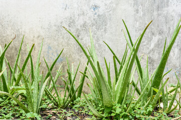 Obraz na płótnie Canvas Aloe vera nature plant