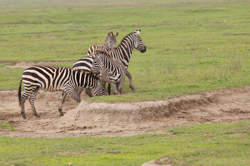 Obraz na płótnie Canvas Plains Zebra in Tanzania Africa