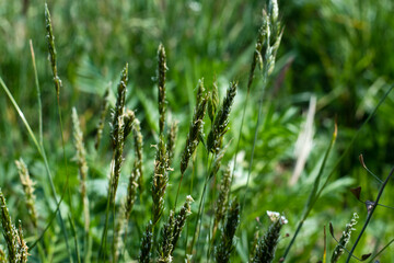 Beautiful green background with green grass. Background for spring and summertime.