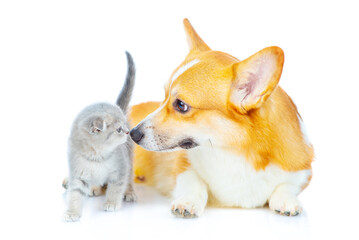 Obraz premium A corgi dog sits next to a small gray kitten and looks at the kitten. Isolated on white background