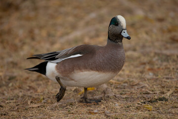 american wigeon
