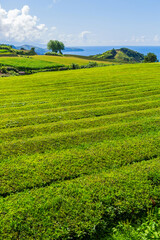 tea factory Cha Gorreana