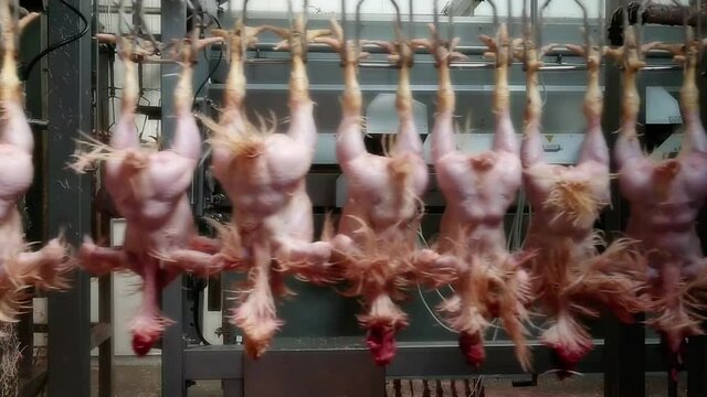 Plucking chickens in an industrial poultry slaughterhouse