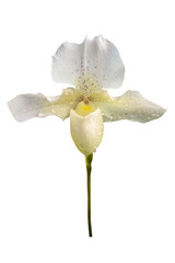 white orchid flower isolated on white