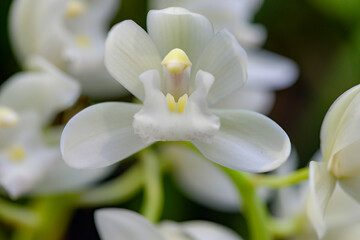 Fototapeta na wymiar close up of white orchid flower