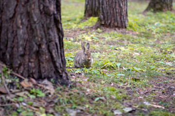 Beautiful rabbit runs in the forest and chews grass leaf and leaves