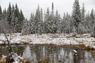 Obraz na płótnie Canvas Winter forest in reflection