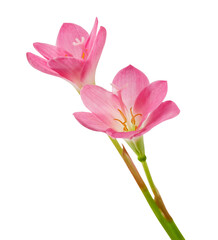 Pink rain lily flower, Pink flower blooming isolated on white background, with clipping path