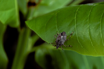 A Brown Marmorated Stink Bug (Halyomorpha halys)