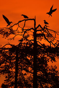 Silhouette of birds and taiga forest in orange sunset