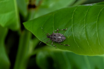 A Brown Marmorated Stink Bug (Halyomorpha halys)