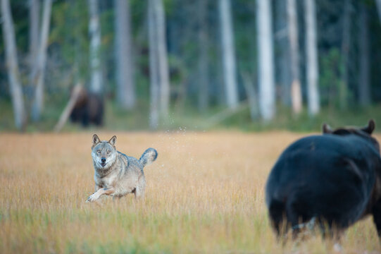Wolf and brown bear together