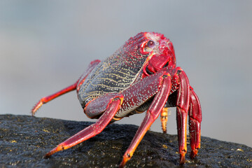 rote_Klippenkrabbe