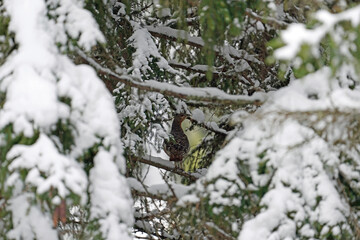 a capercaillie hen perched on a spruce tree with fresh snow