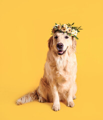 Adorable golden Retriever wearing wreath made of beautiful flowers on yellow background