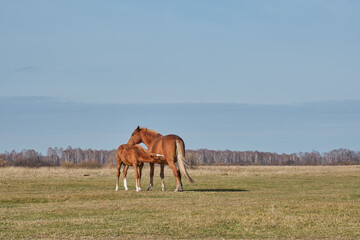 The brown cute foal sucks milk from the nipple of the filly's udder. Horses graze in a pasture late autumn.