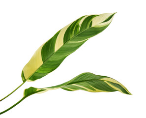 Heliconia variegated foliage, Exotic tropical leaf isolated on white background, with clipping path 