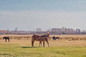 The brown cute foal sucks milk from the nipple of the filly's udder. Horses graze in a pasture late autumn.