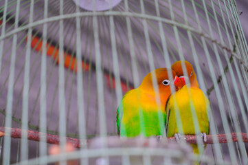 The real of lovebird