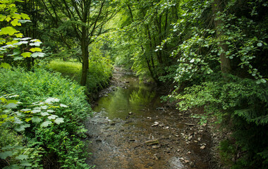 Fluss Bach Wald Sommer